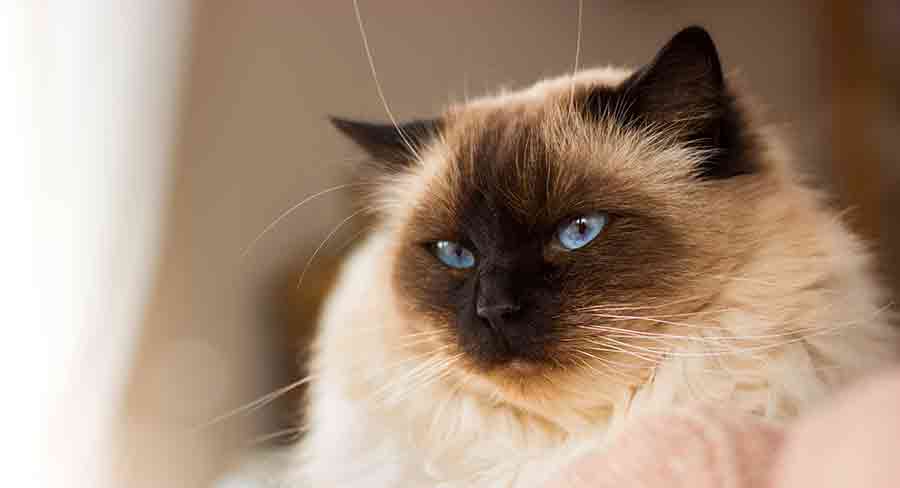 siamese ragdoll cat