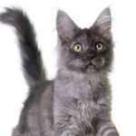 blue maine coon