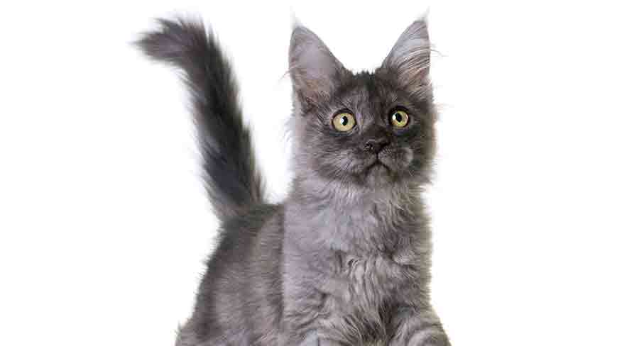 blue maine coon