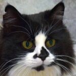 black and white cat