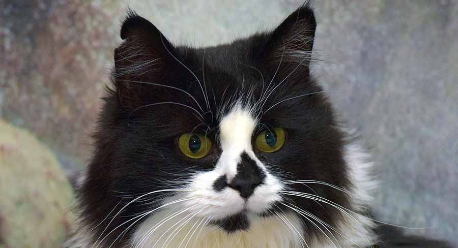 Black and White Ragdoll - The Truth About This Uncommon Color