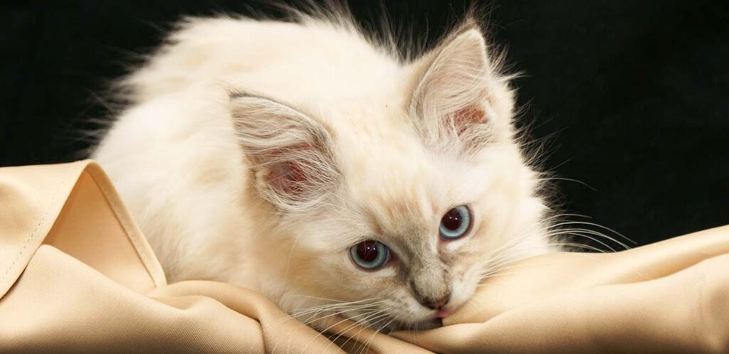 lilac point ragdoll