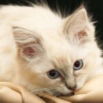 lilac point ragdoll