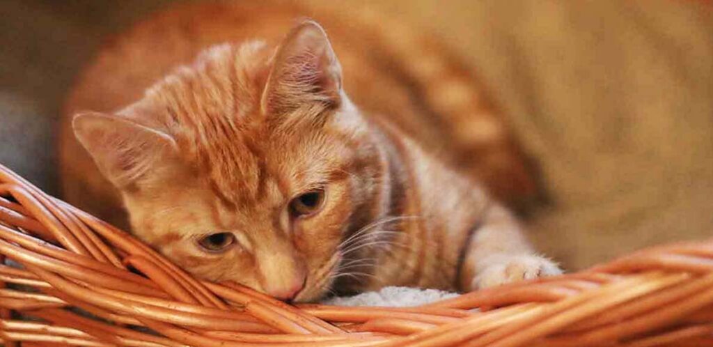 How much to feed a kitten 5 months 2025