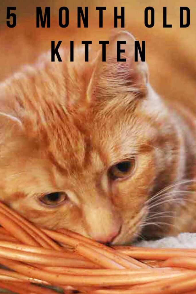 What to feed a 5 month old kitten hotsell