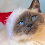 blue point ragdoll