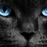 black cat with blue eyes