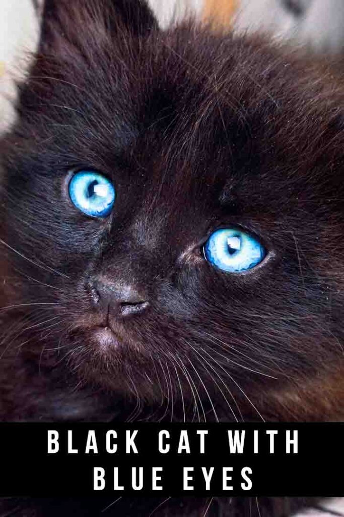 black cat with blue eyes