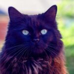 black ragdoll cat