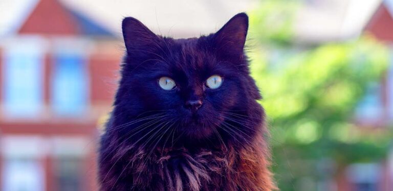 Black Ragdoll Cat - Your Complete Guide