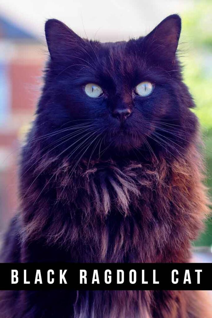black ragdoll cat