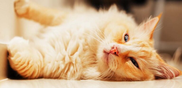 orange ragdoll cat