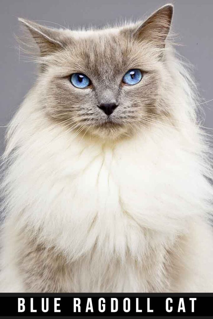 blue ragdoll cat
