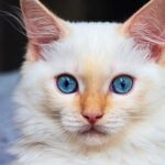 flame point ragdoll