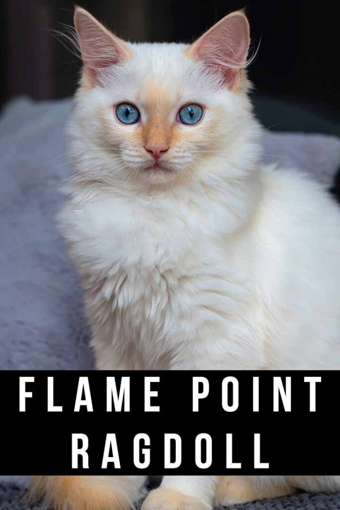 flame point ragdoll
