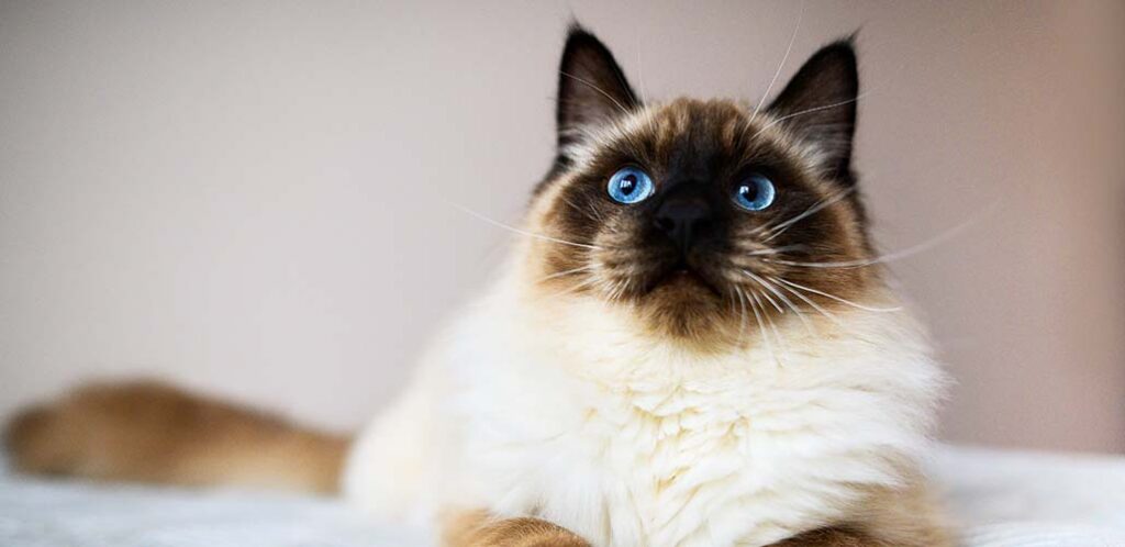 seal point ragdoll