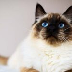 seal point ragdoll