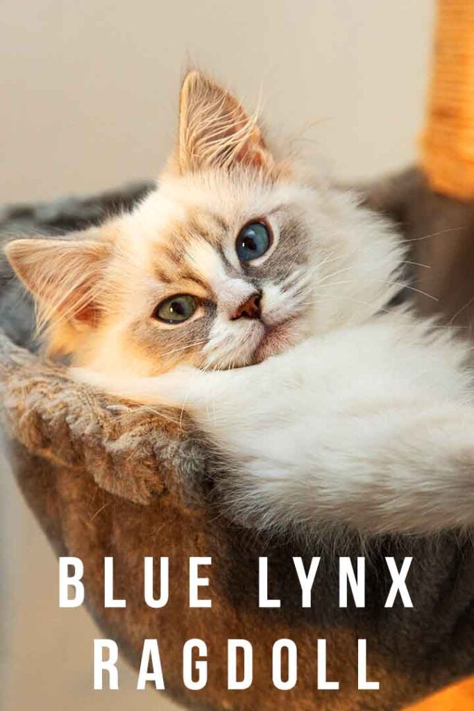 blue lynx ragdoll