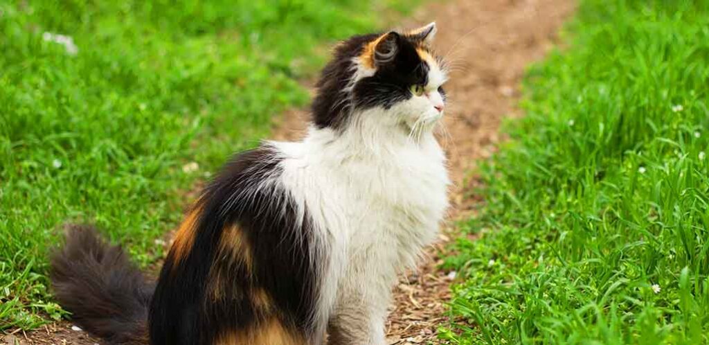 calico ragdoll cat