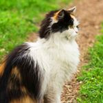 calico ragdoll cat