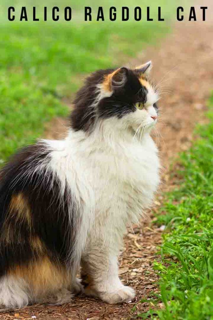 calico ragdoll cat