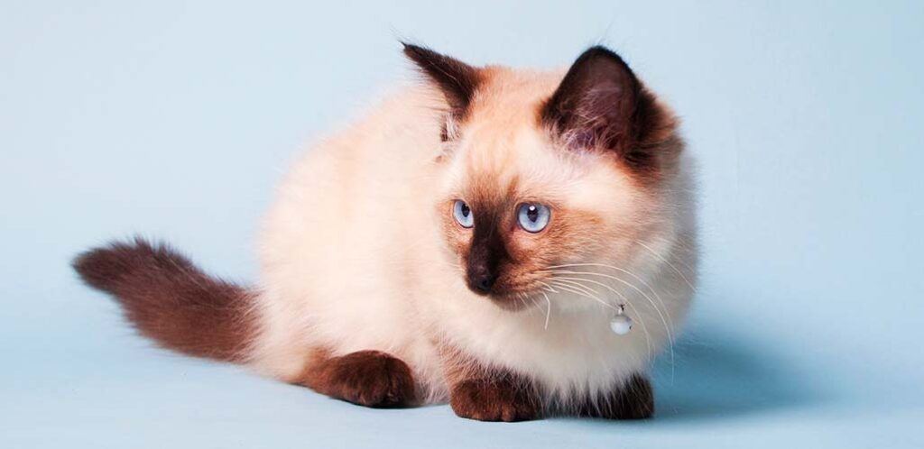 chocolate point ragdoll