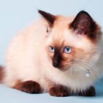 chocolate point ragdoll