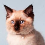 chocolate ragdoll
