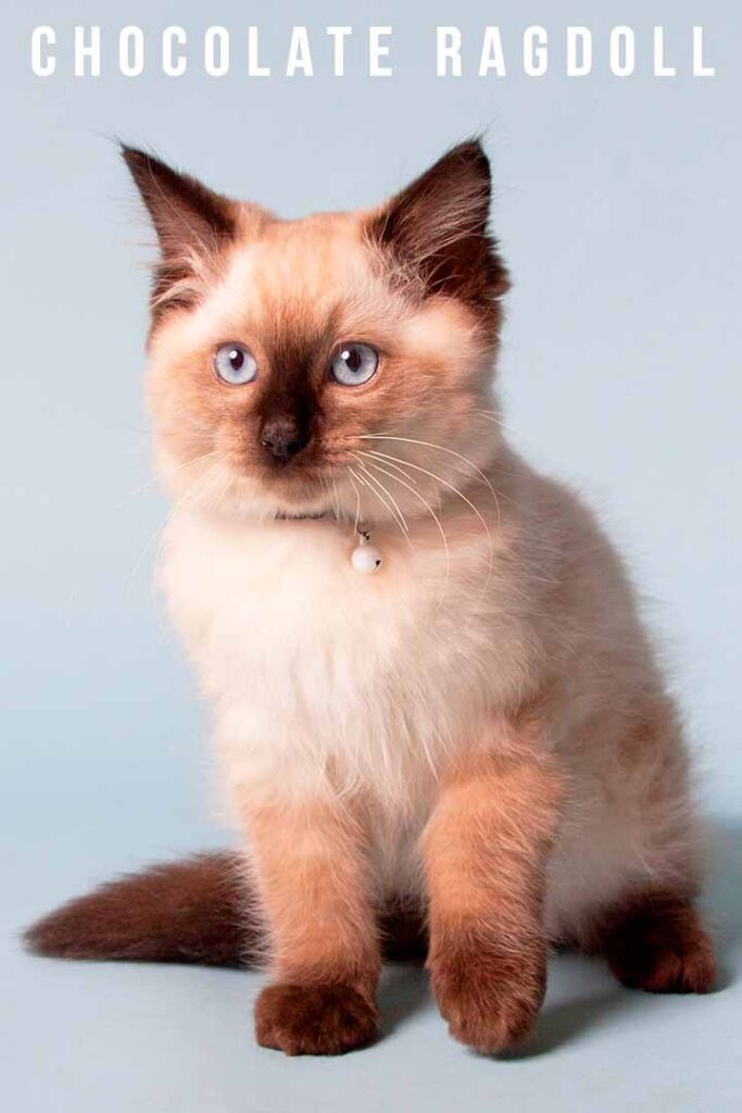 Ragdoll Cat Chocolate Point Ragdoll Cat Chocolate Point