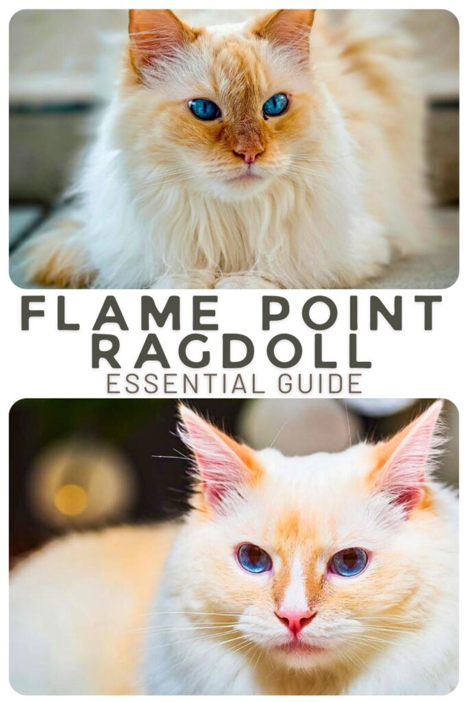 photo of flame point ragdoll cats