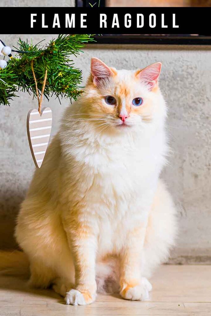 gentage Bøde skrue Flame Ragdoll - Is This The Prettiest Point Color Of All?