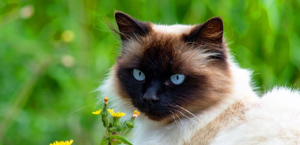 himalayan siamese cat