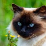 himalayan siamese cat