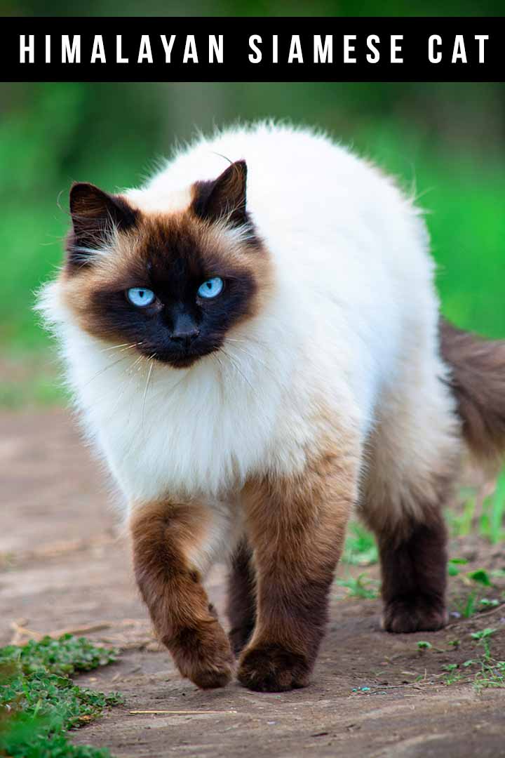 Himalayan Siamese Cat Breed Colors and Traits