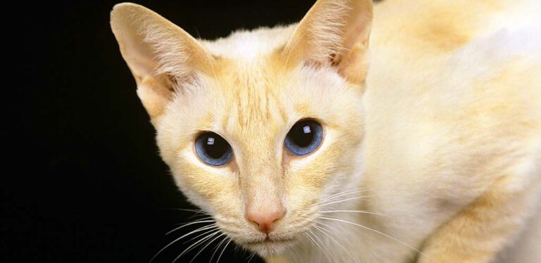 red pointed siamese
