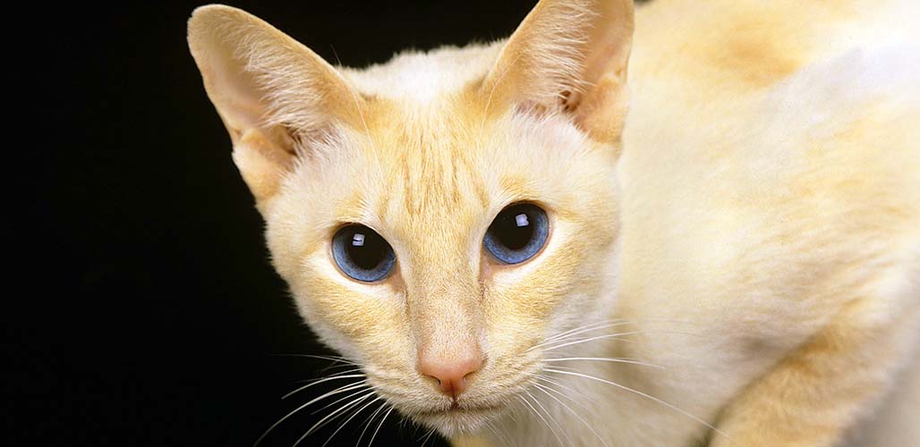 voksen klimaks Produktion Red Pointed Siamese Cat Traits and Personality
