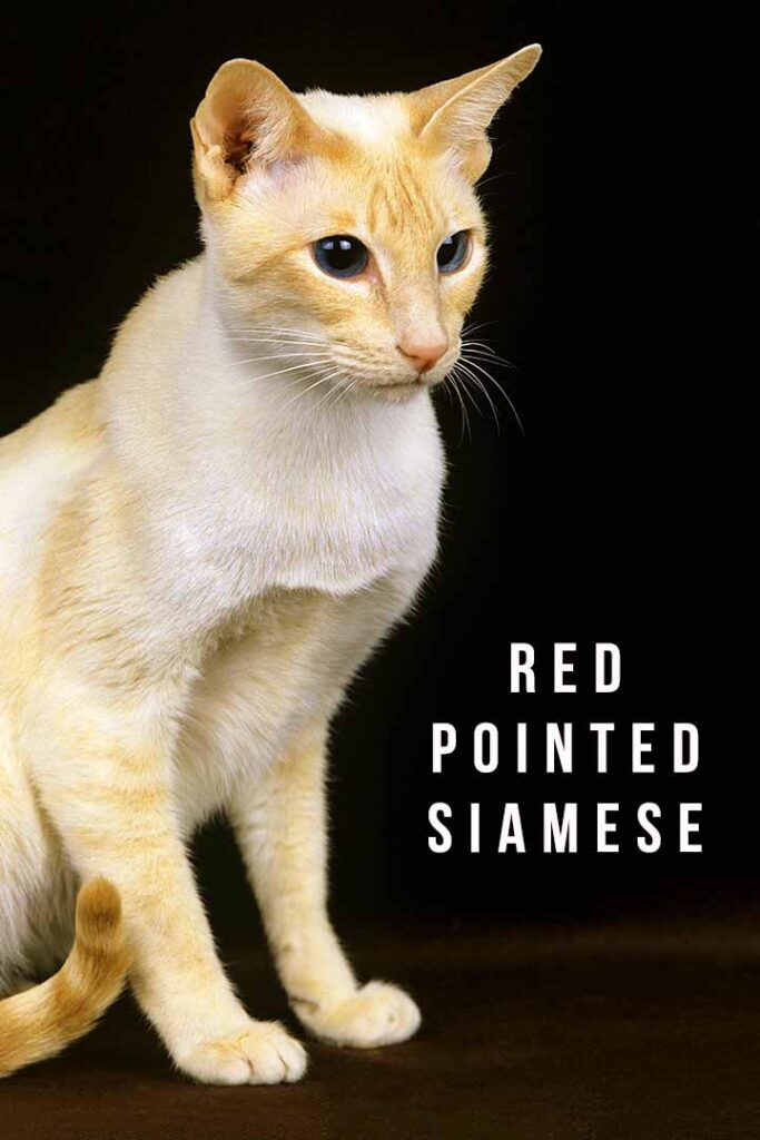 red pointed siamese