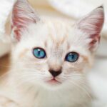 siamese tabby