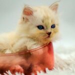6 week old kitten