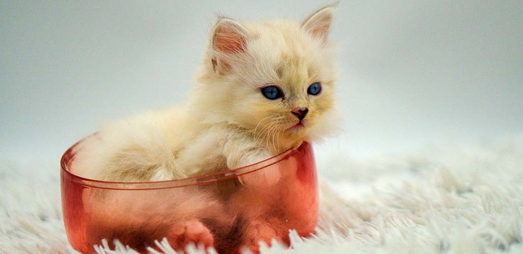 6 Week Old Kittens Development And Care Guide
