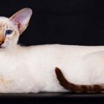 tabby point siamese