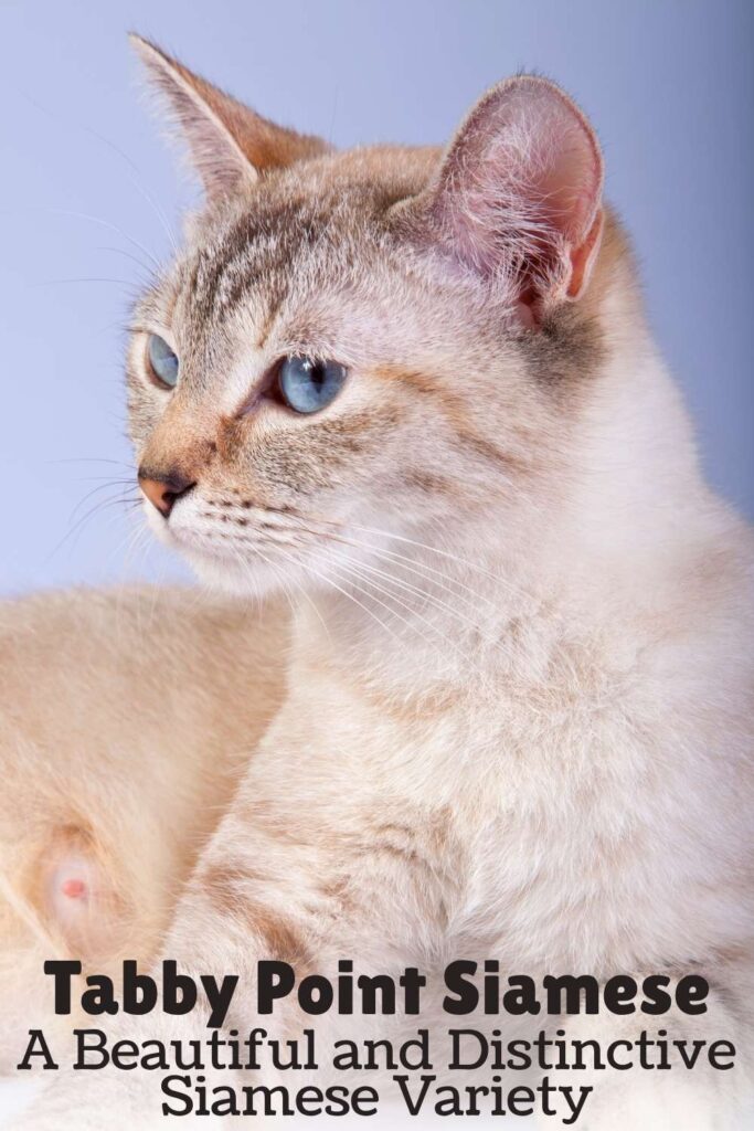 photo of a tabby point siamese cat