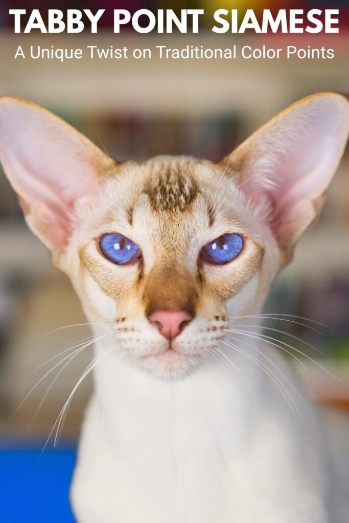 photo of a tabby point siamese cat