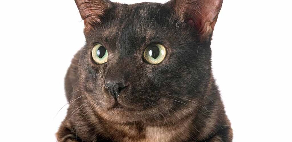 black bengal cat