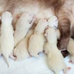 newborn siamese kittens