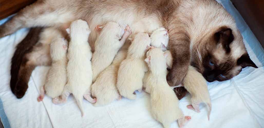 baby siamese cats