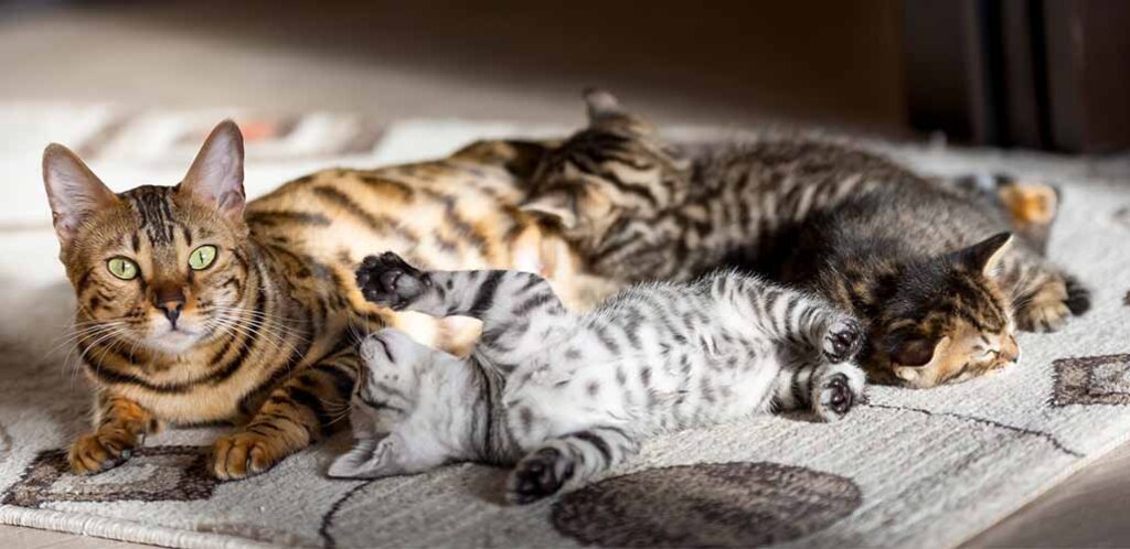 bengal colors
