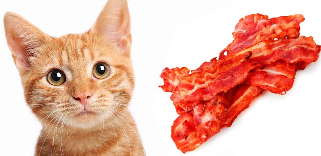 les chats peuvent-ils manger du bacon