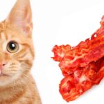 can cats eat bacon