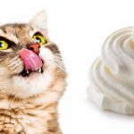 can cats have whipped cream